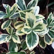 'Silver Queen' is a dense, bushy, evergreen shrub with toothed, leathery, glossy, green leaves with creamy colored edges. The variegated euonymus, such as 'Silver Queen' are some of the few shrubs that remain variegated in full sun. Euonymus japonicus 'Silver Queen' added by Shoot)