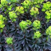'Purpurea' is a striking, architectural perennial with dark purple evergreen leaves and contrasting lime-green dome-shaped flowers in spring. Euphorbia amygdaloides 'Purpurea' added by Shoot)