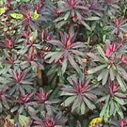 'Rubra' is a striking, architectural perennial with maroon stems, dark evergreen leaves flushed dark-red, and dome-shaped green flowers. Euphorbia amygdaloides 'Rubra' added by Shoot)