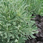 'Silver Swan' forms strong, architectural stems bearing variegated, evergreen foliage. Euphorbia characias 'Silver Swan' added by Shoot)