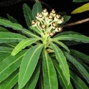 Euphorbia mellifera added by Shoot)