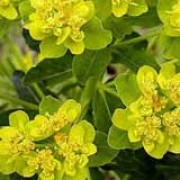 Euphorbia palustris added by Shoot)
