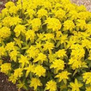 'Major' is a compact, clump-forming, herbaceous perennial with dark-green, oval leaves.  It bears clusters of bright yellow flowers in spring and summer. Euphorbia polychroma 'Major' added by Shoot)