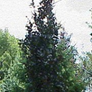 'Dawyck Purple' is a small, upright, deciduous tree with dark purple leaves. Fagus sylvatica 'Dawyck Purple' added by Shoot)