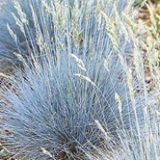 ’Auslese' forms small, but very stiking blue mounds of tufted, ornamental grass with blue-green flowers in summer, which fade to pale-brown in autumn. Festuca glauca ’Auslese' added by Shoot)