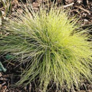 'Golden Toupee' is a compact, tufted ornamental grass, with golden yellow foliage. Festuca ovina glauca 'Golden Toupee' added by Shoot)
