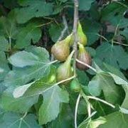Ficus carica 'Brown Turkey' added by Shoot)