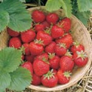 'Pegasus' is a perennial with white flowers in spring, producing large numbers of edible bright red strawberries in mid-summer. 
 Fragaria x ananassa 'Pegasus' added by Shoot)