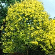 'Jaspidea' is a vigorous, mid-sized deciduous tree with yellow leaves and distinctive yellow winter shoots. Fraxinus excelsior 'Jaspidea' added by Shoot)