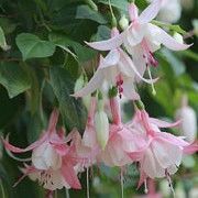 'Annabel' is a small, upright, deciduous shrub with light green foliage. It bears double flowers with white pink-  tinged tubes and sepals and pink and white petals in summer and autumn.
 Fuchsia 'Annabel' added by Shoot)