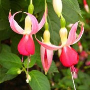 'Celia Smedley' is a vigorous, upright, mid-sized, deciduous shrub with green red-veined leaves.  It bears abundant flowers with spreading rose-pink sepals and bright crimson petals in summer and autumn. Fuchsia 'Celia Smedley' added by Shoot)