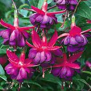 'Dollar Princess' is a small, bushy, upright deciduous shrub with dark-green leaves.  In summer and autumn it bears small, double flowers with short tubes and broad, recurved cerise-crimson sepals; its petals are purple with red veins . Fuchsia 'Dollar Princess' added by Shoot)