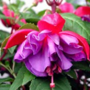 'Gillian Anthea' is a shrub with large, double pink and purple flowers. Fuchsia 'Gillian Anthea'  added by Shoot)