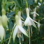 'Hawkshead' is a bushy, upright shrub with small, dark-green leaves.  It bears single, white flowers with green-tinged sepals, in summer and autumn. Fuchsia 'Hawkshead' added by Shoot)