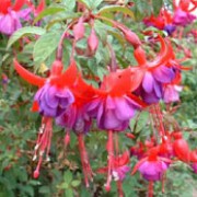 'Margaret' is a vigorous, mid-sized, upright, deciduous shrub with dark-green leaves.  In summer and autumn it bears double flowers whose tube and recurved sepals are light crimson and whose red-veined petals are violet-purple.
 Fuchsia 'Margaret' added by Shoot)