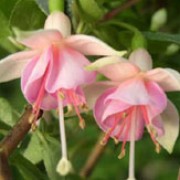 'Micky Goult' is a bushy, upright shrub with neat dark-green foliage.  In summer and autumn it bears single flowers with spreading pale-pink sepals and tube, and deep-pink petals. Fuchsia 'Micky Goult' added by Shoot)