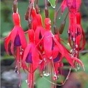 'Riccartonii' is an upright, mid-sized, deciduous shrub with small, mid-green leaves.  In summer and autumn it bears small, single flowers with crimson tube and sepals, and violet-purple petals.
 Fuchsia 'Riccartonii' added by Shoot)