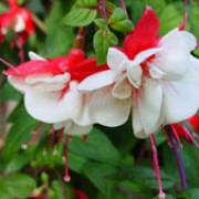'Swingtime' is a bushy, upright, deciduous shrub with dark-green leaves.  In summer and autumn it bears double flowers with scarlet tube and recurved sepals and red-veined white petals. Fuchsia 'Swingtime' added by Shoot)