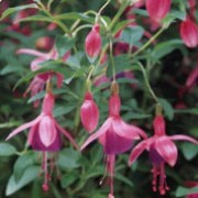 'Tom Thumb' is a dwarf deciduous shrub with small, single flowers with short red sepals and tube, and mauve-purple petals.
 Fuchsia 'Tom Thumb' added by Shoot)