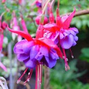 'Winston Churchill' is a deciduous shrub with double flowers with short, reflexed, pink sepals and tube blue-lavender tube petals, with pink veining. Fuchsia 'Winston Churchill' added by Shoot)