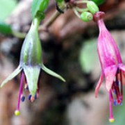 Fuchsia excortica added by Shoot)