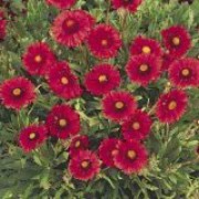 'Burgundy'  is a perennial (often grown as an annual) with narrow leaves and large, rich burgundy daisy-like flower-heads in summer and autumn. Gaillardia 'Burgundy' added by Shoot)
