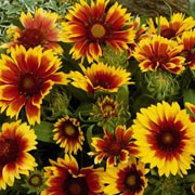 'Dazzler' is a perennial (often grown as an annual) with narrow leaves and large, bright red-orange, daisy-like flower-heads with yellow tips in summer and autumn. Gaillardia 'Dazzler' added by Shoot)