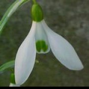 'Atkinsii' is a bulbous perennial with erect, glaucous leaves.  It bears solitary nodding white flowers in late winter whose inner petals have a prominent green heart-shaped mark at their tip. Galanthus 'Atkinsii' added by Shoot)