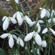 'Magnet' is a bulbous perennial with narrow leaves and solitary nodding white flowers in late winter and early spring. Galanthus 'Magnet' added by Shoot)