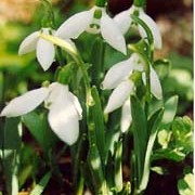 Galanthus nivalis added by Shoot)