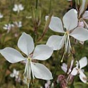 'The Bride' is a mat-forming perennial with slender, tall stems with small, dark-green leaves and starry white flowers flushed pink in late summer and early autumn. Gaura lindheimeri 'The Bride' added by Shoot)