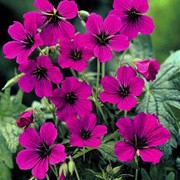 'Patricia' is a clump-forming herbaceous perennial with large, red-tinted leaves in autumn and tall stems bearing magenta flowers with black centres in summer. Geraniam endressii x psilostemon 'Patricia' added by Shoot)