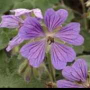 ‘Phillipe Vapelle’ forms neat mounds of quilted gray-green foliage, and late blooming, deep blue-purple flowers, marked with prominent dark veins. Geranium 'Phillipe Vapelle' added by Shoot)