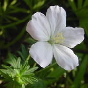 'Album' is a herbaceous perennial with a spreading, open habit.  It has small, dark-green leaves divided into narrow lobes with good autumn colour. In summer it bears pure white flowers. Geranium sanguineum 'Album' added by Shoot)