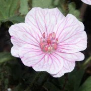 var. striatum is a  herbaceous perennial with a prostrate, mat-forming habit.   It has narrow-lobed, dark-green leaves and in summer bears pale lilac-pink flowers with dark-pink veins. Geranium sanguineum var. striatum added by Shoot)