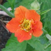 'Mrs J. Bradshaw' is a clump-forming herbaceous perennial with hairy, dark-green, basal leaves and purple stems bearing semi-double, orange-red flowers in summer. Geum 'Mrs J. Bradshaw' added by Shoot)