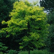 'Sunburst' has gold-yellow foliage turning pale-green in summer and yellow again in autumn.  Gleditsia triacanthos 'Sunburst' added by Shoot)