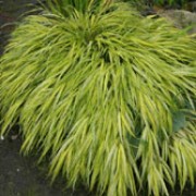 'Aureola' is a compact, clump-forming deciduous grass with narrow, arching, lance-shaped leaves striped green and yellow, flushed red in autumn and early winter.  Hakonechloa macra 'Aureola' added by Shoot)