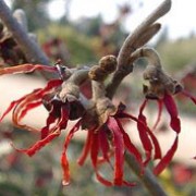 'Diane' is a large, deciduous shrub with an open habit whose green, oval leaves turn red and yellow in autumn.  It bears deep orange-red flowers in mid and late winter. Hamamelis x intermedia 'Diane' added by Shoot)