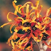 'Jelena' is a large, spreading, deciduous shrub with broad green leaves turning red and yellow in autumn.  It bears coppery-orange flowers in late winter. Hamamelis x intermedia 'Jelena' added by Shoot)