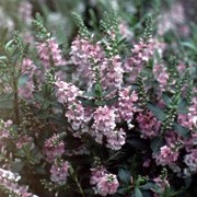 'Pink Pixie' is a compact, rounded, semi-evergreen shrub with mid-green leaves a profusion of pink flowers from spring. Hebe 'Pink Pixie'  added by Shoot)
