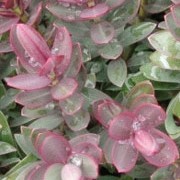 'Red Edge' is a small evergreen shrub with oblong, blue-grey leaves edged in red in winter and pale-mauve, white flower spikes in summer. Hebe 'Red Edge' added by Shoot)