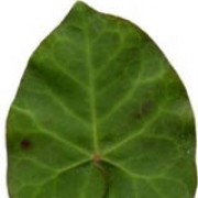 'Deltoidea' is an evergreen climber with dark green, heart-shaped, unlobed leaves. Hedera hibernica 'Deltoidea' added by Shoot)