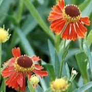 'Moerheim Beauty' is an upright, clump-forming perennial with large, dark-centred, copper-red flowers in summer. Helenium 'Moerheim Beauty' added by Shoot)