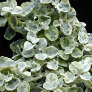 'Variegatum' is a trailing, evergreen, sub-shrub with ovate grey-green leaves margined with cream. It bears small, dull cream flowers on erect stems in summer and autumn.
 Helichrysum petiolare 'Variegatum' added by Shoot)