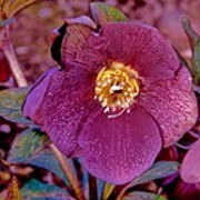 'Ballard's Strain' forms a clump of leathery, dark green leaves and double, pendent saucer-shaped deep purple flowers in late winter to early spring. Helleborus × hybridus 'Ballard's Strain' added by Shoot)