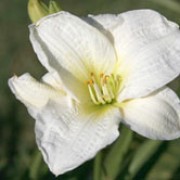 'Gentle Sheperd' is a semi-evergreen perennial with a clump-forming habit. It has light-green foliage and stems. In summer it bears a succession of white flowers that are both ruffled and creped. Hemerocallis 'Gentle Sheperd' added by Shoot)