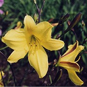'Golden Chimes' is a semi-evergreen perennial with a compact, clump-forming habit. It has light-green foliage and red-brown stems. In summer it bears a succession of bright-yellow flowers with red undersides to their petals. Hemerocallis 'Golden Chimes' added by Shoot)
