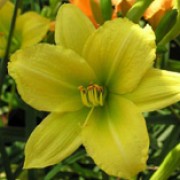 'Green Flutter' is an evergreen perennial with a clump-forming habit. It has light-green foliage and stems. In summer it bears a succession of light-yellow flowers with a greenish tinge in the throat and wavy, reflexed petals with frilly edges.
 Hemerocallis 'Green Flutter' added by Shoot)