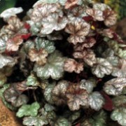 'Pewter Moon' form mounds of pewter green leaves with contrasting deep-maroon undersides, and sprays of tiny, pale pink flowers in summer. Heuchera 'Pewter Moon' added by Shoot)